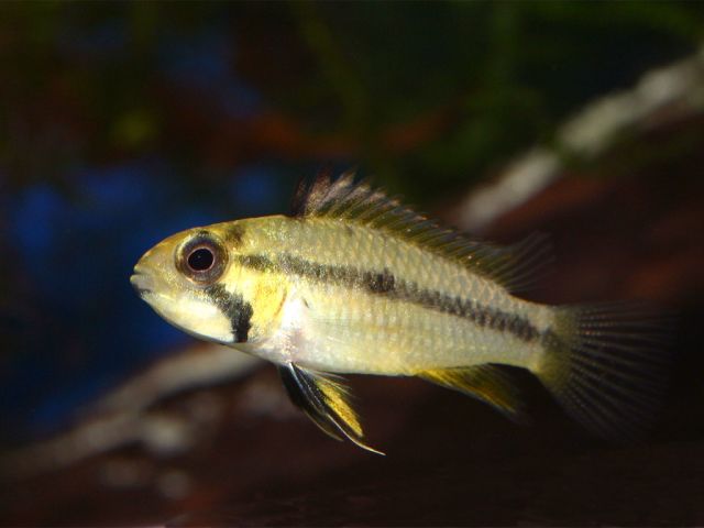 normal_a_cacatuoides_femelle_03.jpg