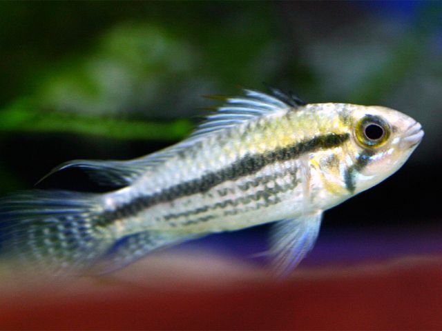 normal_a_cacatuoides_male_01.jpg