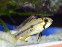 a_cacatuoides_femelle_01.jpg