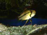 a_cacatuoides_femelle_02.jpg