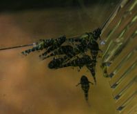L260_bb_02.jpg
